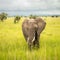 First nonhuman species found to use name-like sounds for each other, study says