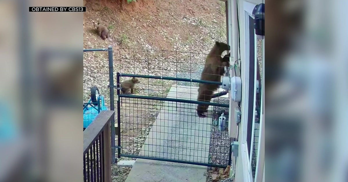 Bear causing problems in Pollock Pines, neighbors want it relocated
