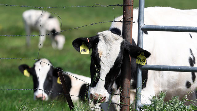 Virulent Strain Of Bird Flu Spreads Among Cattle Herds In The U.S. 