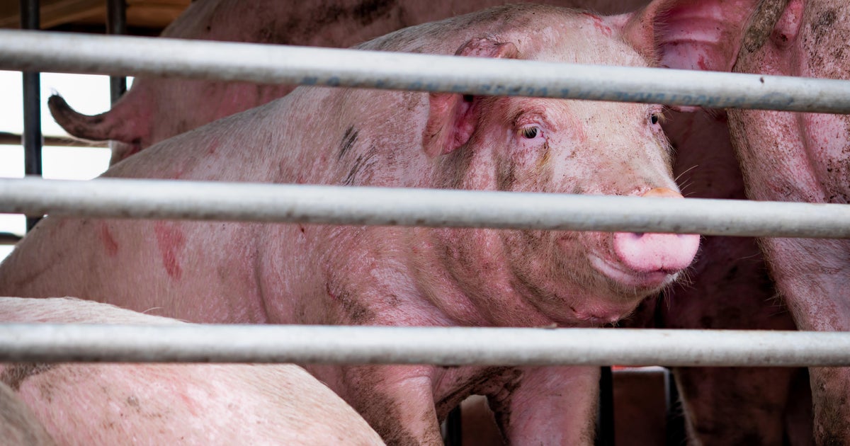Push in Congress seeks to overturn California farm animal welfare law 