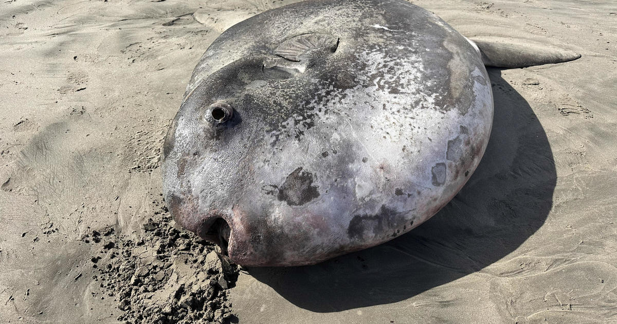 Rare 7-foot fish with a face "only a mother could love" washes ashore