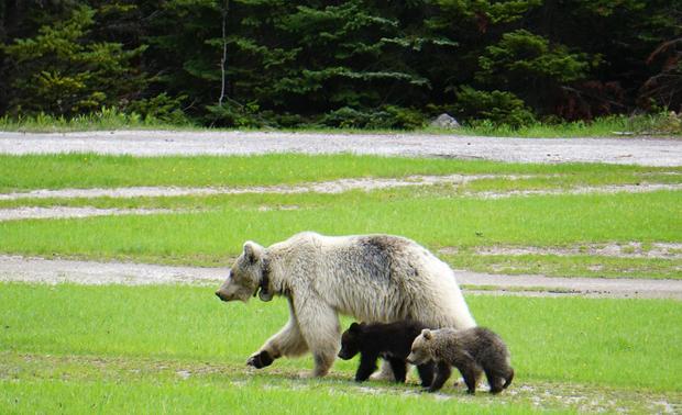 gb178-with-cubs.jpg 