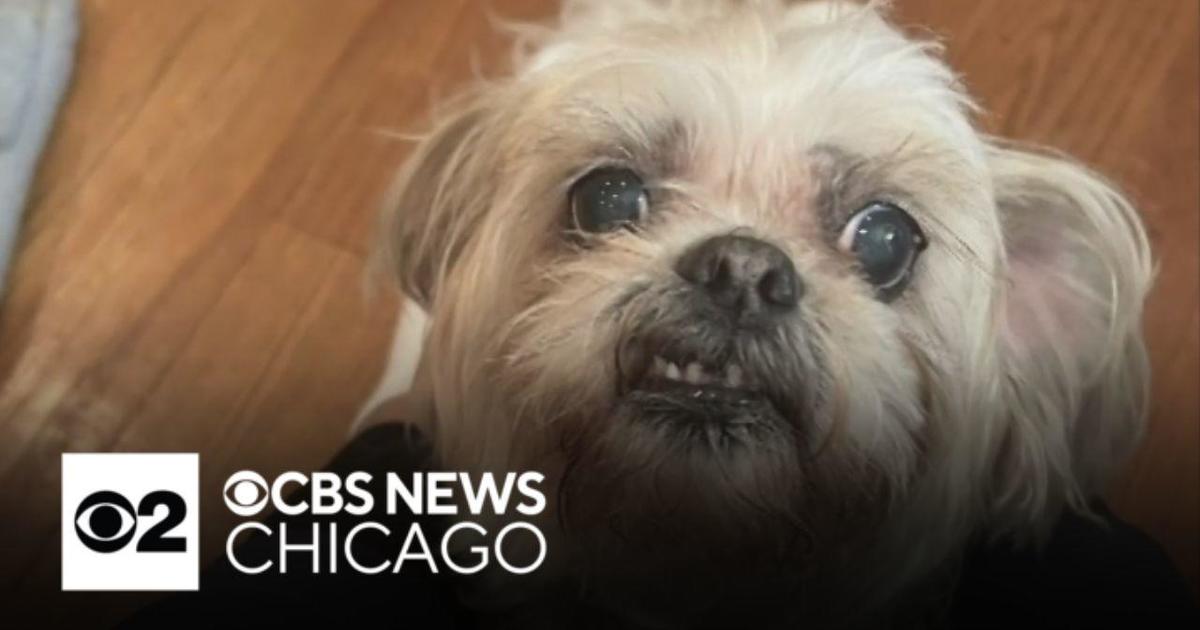 Family begs for return of stolen dog in Waukegan, Illinois
