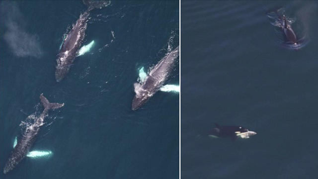 whales-orcas.jpg 