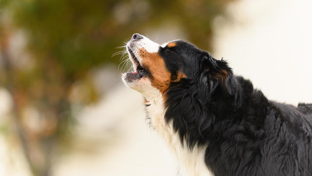 Middle Aged Bernese Mountain Dog Barks Outdoors in a Close Up Shot 