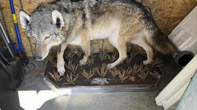 Michigan Gray Wolf Surprise 