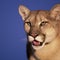 Girl bitten by mountain lion in Malibu, authorities say