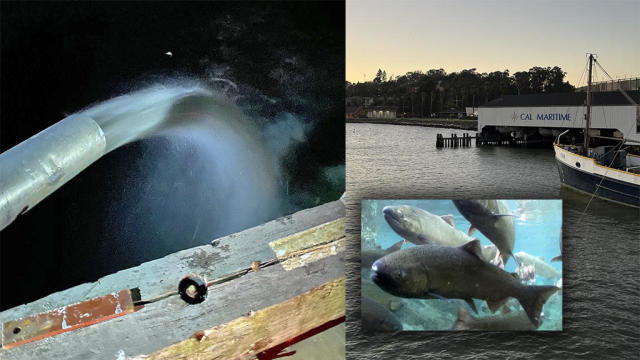 Chinook Salmon Released Into San Pablo Bay 
