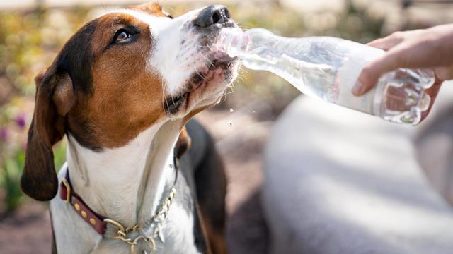 Dog drinking water from a bottle 