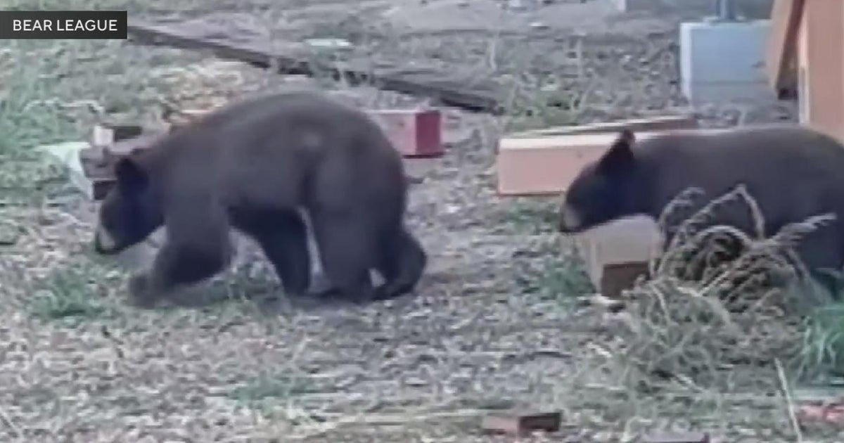 How big is California's black bear population? - CBS Sacramento