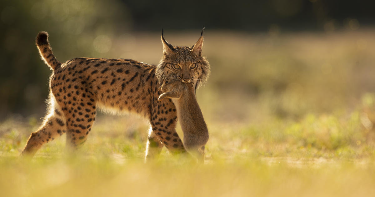 Iberian lynx rebounds from brink of extinction, hailed as the "greatest recovery of a cat species ever achieved"
