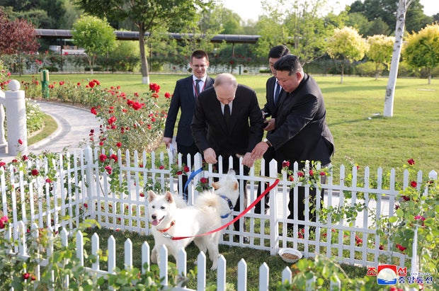Russia's President Vladimir Putin and North Korean leader Kim Jong Un pet a pair of Pungsan dogs gifted to Putin by Kim during a walk in the garden of the Kumsusan Guesthouse in Pyongyang, North Korea, in an image released by the Korean Central News Agency on June 20, 2024