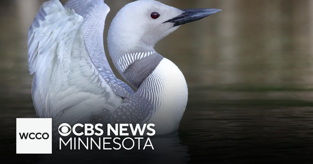 White loon spotted north of Minnesota border in Canada - CBS Minnesota