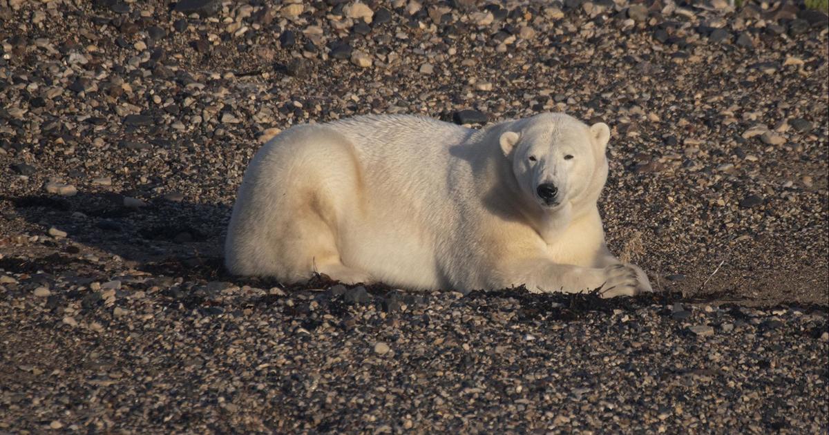 Climate change putting Hudson Bay polar bears at risk, study finds