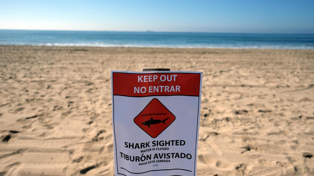 A section of Sunset Beach in the city of Huntington Beach was closed today after an injured juvenile whale became beached and people reported seeing aggressive shark activity. The shark and whale sightings occurred about 3:45 p.m. Sunday on a stretch 