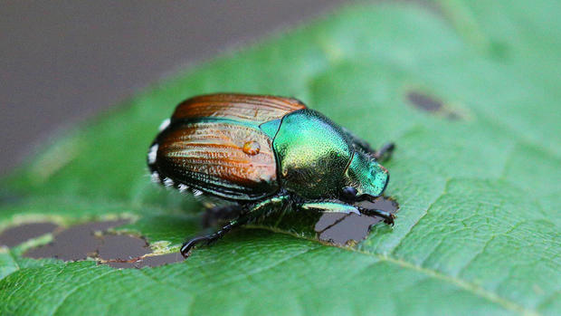 Japanese Beetle 