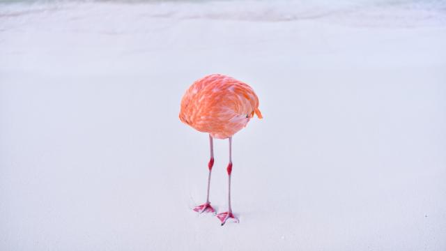flamingone 