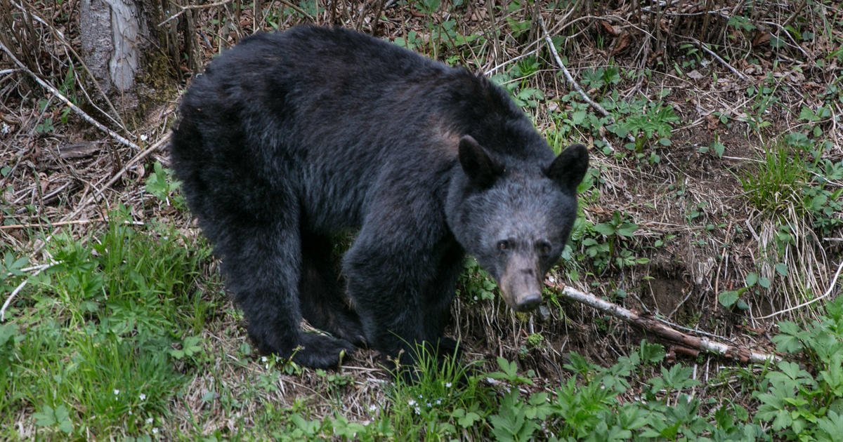 Bear euthanized after wandering into park concession stand, injuring worker