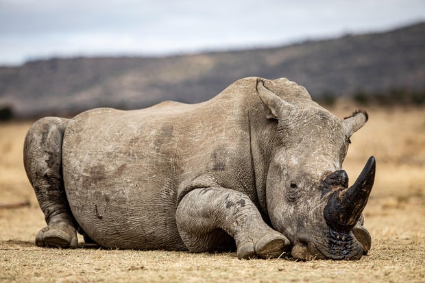 A rhinoceros with a radioactive pellet inserted into its horn at a rhino orphanage in Mokopane, Limpopo district, South Africa, on Tuesday, June 25, 2024