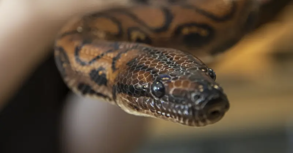 Boa snake has 14 babies after "virgin birth"