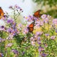 California state parks visitors urged to report monarch butterfly sightings 
