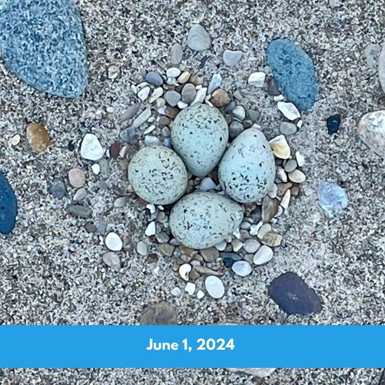 Plover eggs hatch on beaches in the Chicago area, leading to 