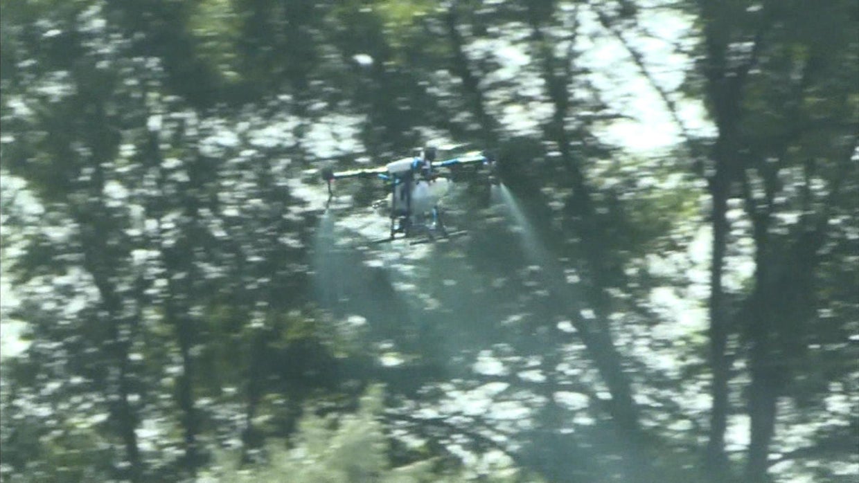 Weld County combats invasive weeds by drone, allowing county to ...