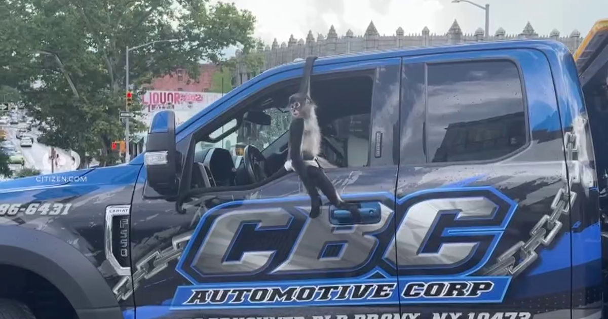 Video shows monkey climbing into tow truck in New York City