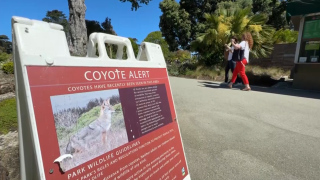 Coyote alert in Golden Gate Park 