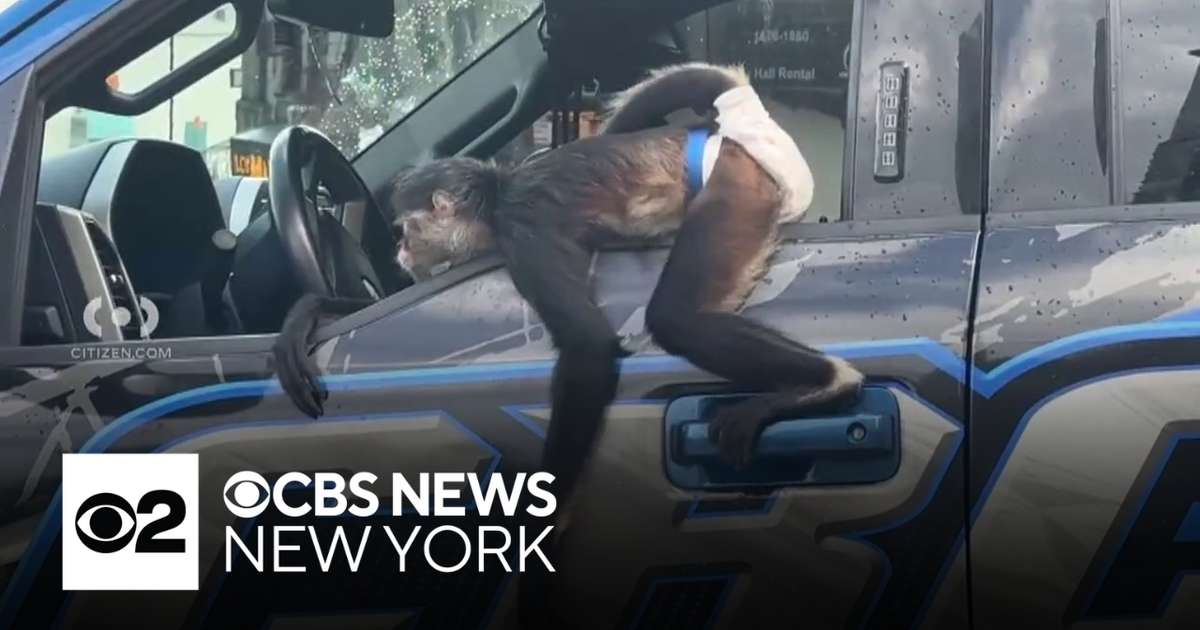 Monkey caught on video inside tow truck in the Bronx - CBS New York