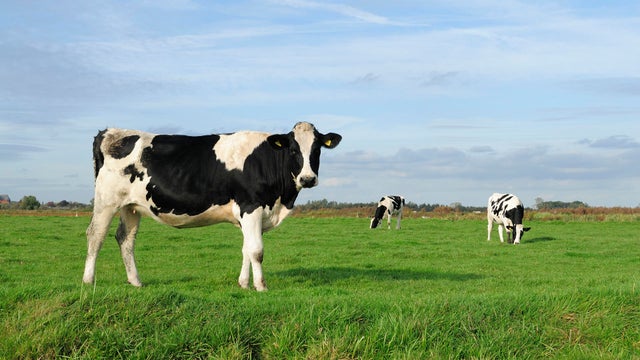 An image of three cows in a meadow