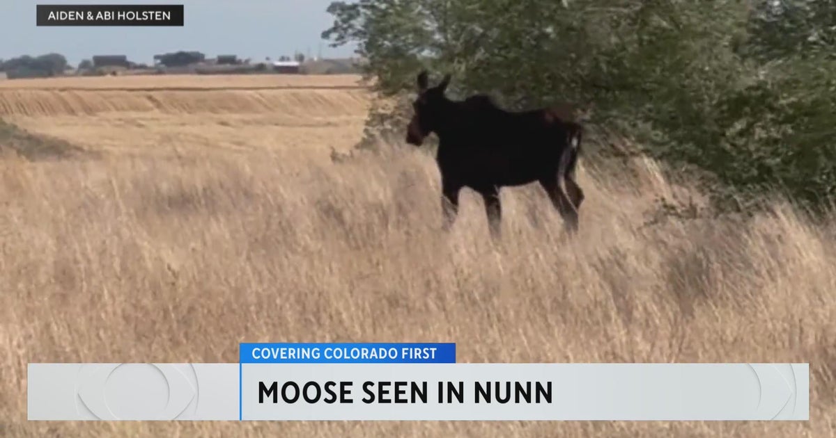 Three moose make their way to Northern Colorado plains - CBS Colorado