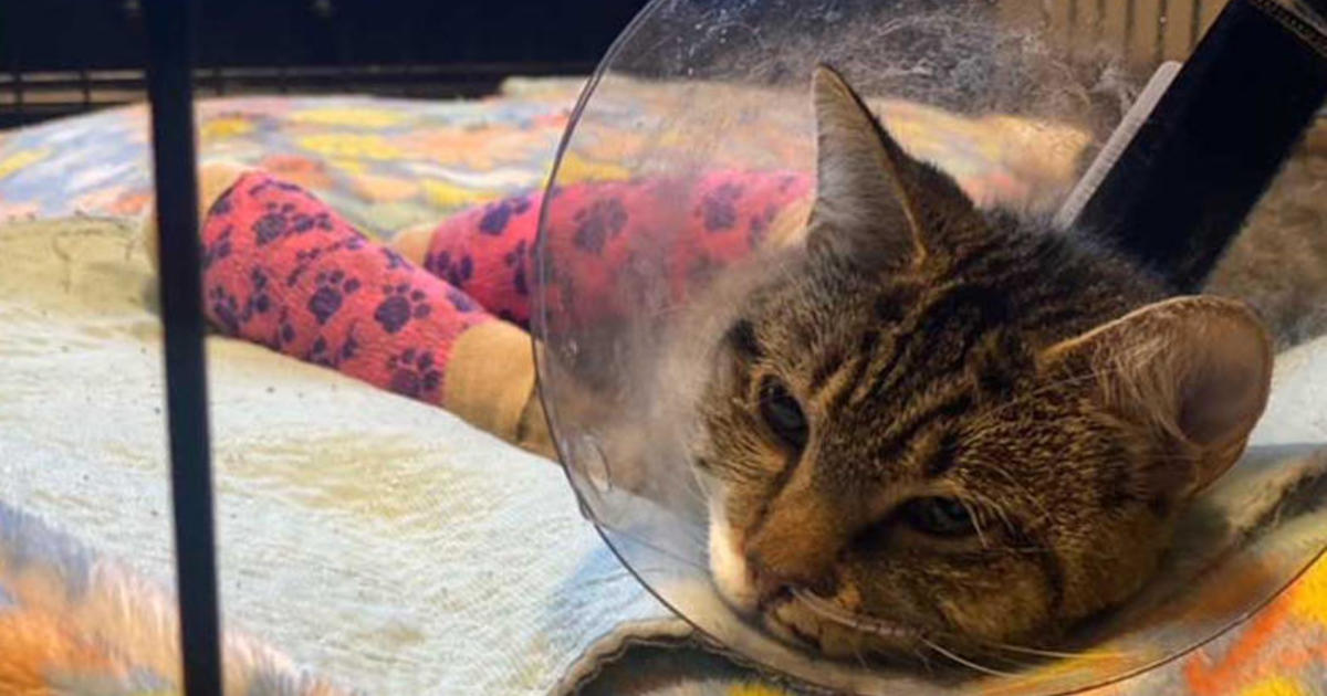 Cat survives fall from 12-story balcony in Minneapolis