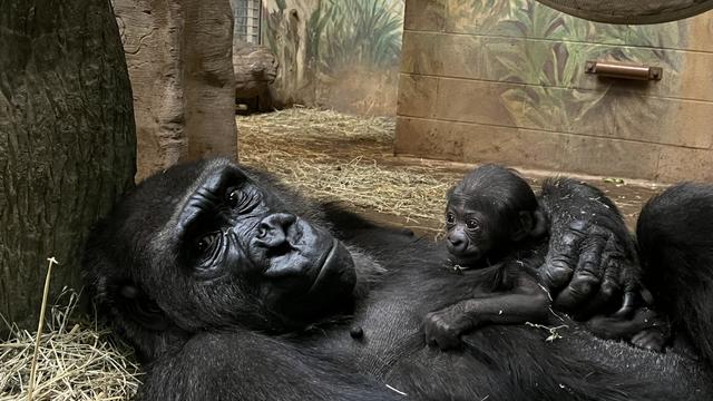 Gorilla mom and baby at Columbus Zoo and Aquarium 