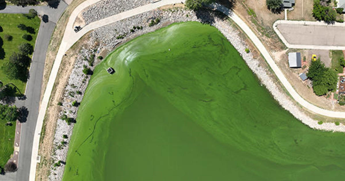 Colorado Department of Public Health and Environment shuts down Windsor Lake because of dangerous algae blooms
