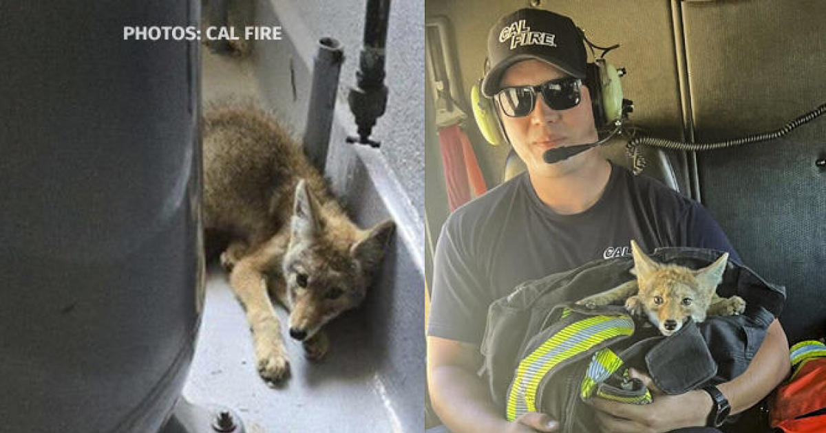 Coyote cub rescued by San Mateo County fire department dies of dehydration