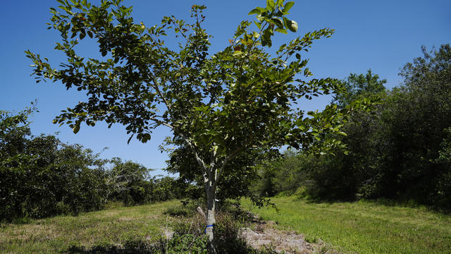 Pongamia tree 