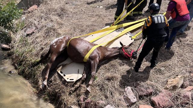blind-horse-falls-into-canal-4-poudre-fire-authority-tweet.jpg 