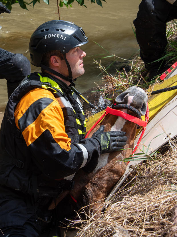 blind-horse-falls-into-canal-11-poudre-fire-authority-tweet-jpeg.jpg 