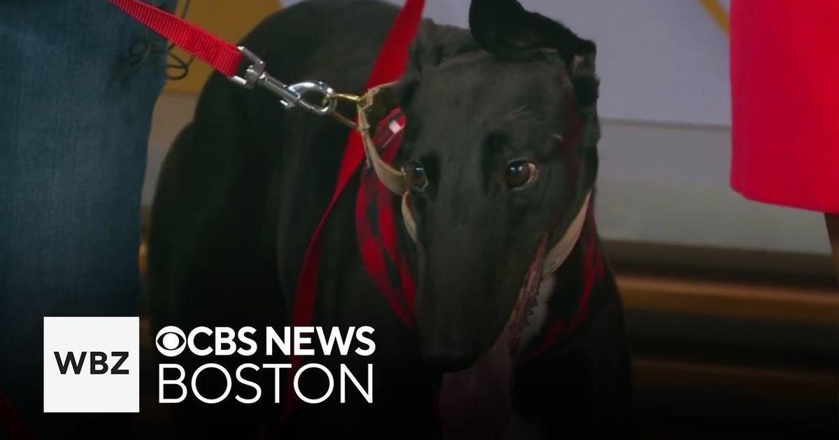 Two greyhounds looking for new homes through Massachusetts shelter ...