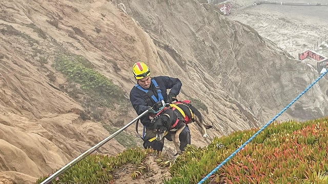 Husky Cliff Rescue at Fort Funston 