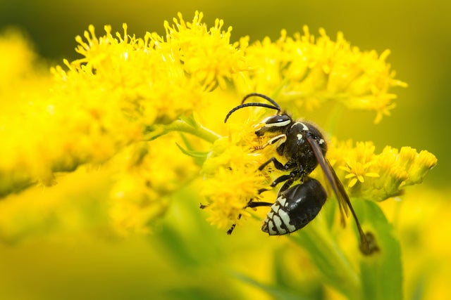 bald-faced-hornet.jpg 