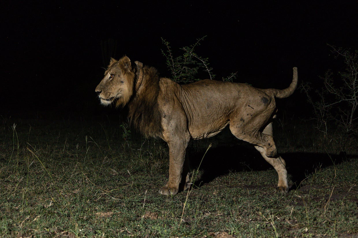 Amputee lion who survived being gored and attempted poachings makes ...