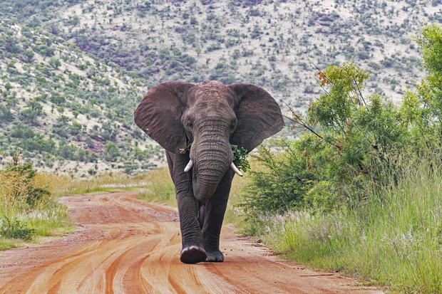 African bush elephant (Loxodonta africana) walking on red dirt road in the Pilanesberg National Park, North West Province, South Africa 