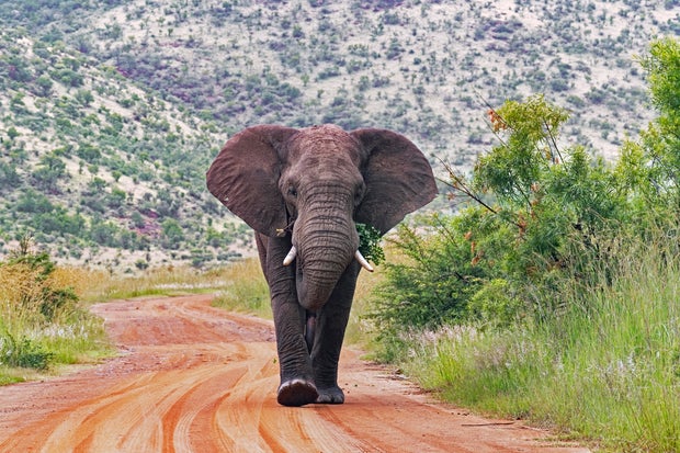 Elephants trample tourist to death after he left fiancée in car to take photos in South Africa