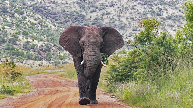 African bush elephant (Loxodonta africana) walking on red dirt road in the Pilanesberg National Park, North West Province, South Africa 