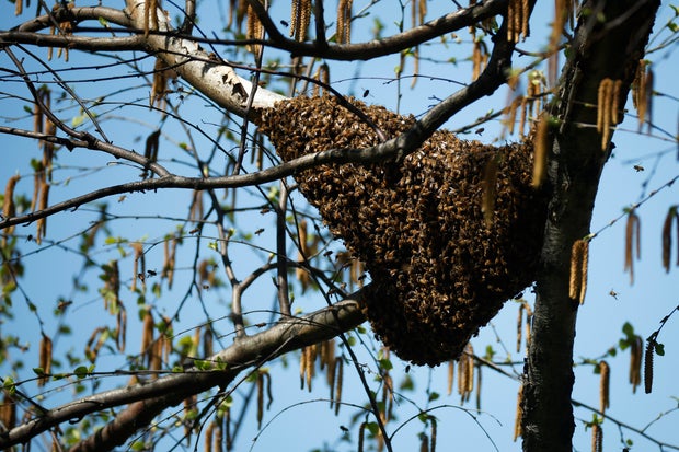 Abelhas se reúnem em frente aos escritórios agrícolas dos EUA