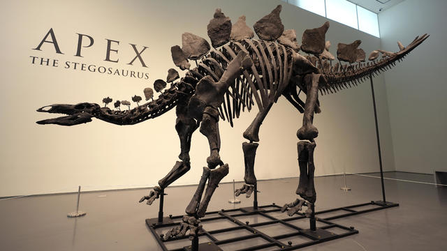 Sotheby's Stegosaurus Dinosaur 