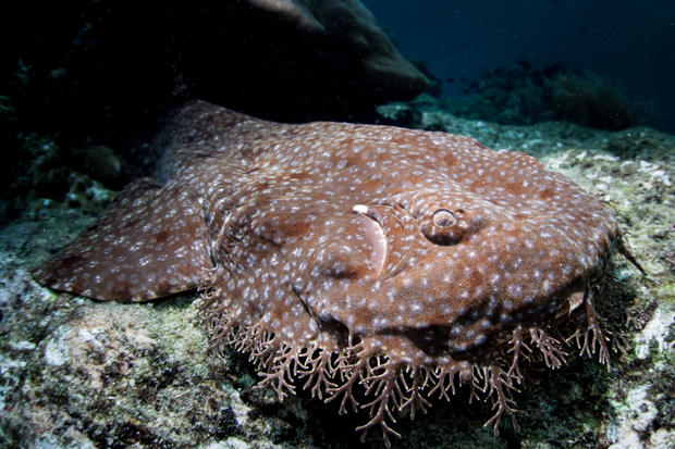 A Tasseled wobbegong lies on a reef in Raja Ampat, Indonesia. This tropical region is known as the heart of the Coral Triangle due to its incredible marine biodiversity