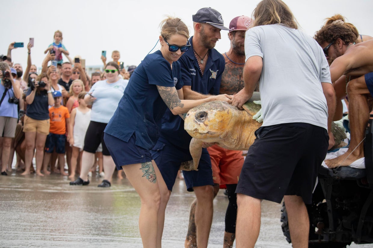 375-pound loggerhead sea turtle returns to Atlantic Ocean after 3 ...